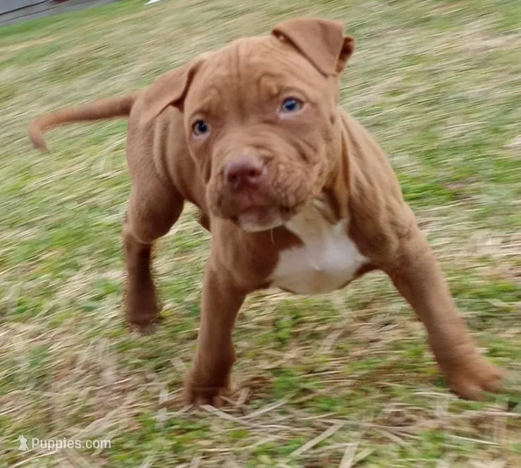 Jax Forrest – American Bully puppy for sale in Newfoundland, PA