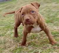 Jax Forrest, a male American Bully for sale in Newfoundland, PA – Photo 1 of 9