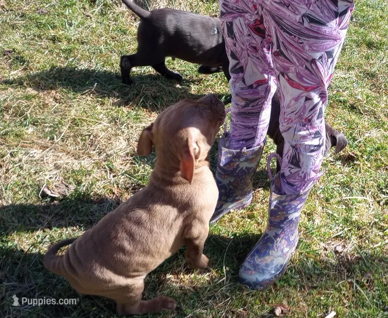 Jax Forrest – American Pit Bull Terrier puppy for sale in Newfoundland, PA