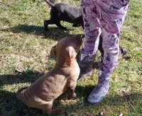 Jax Forrest, a male American Pit Bull Terrier for sale in Newfoundland, PA – Photo 1 of 8