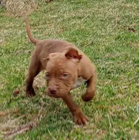 Jax Forrest, a male American Bully for sale in Newfoundland, PA – Photo 3 of 9