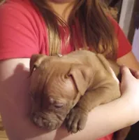 Jax Forrest, a male American Pit Bull Terrier for sale in Newfoundland, PA – Photo 5 of 8