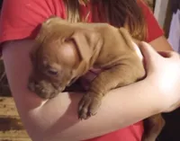 Jax Forrest, a male American Pit Bull Terrier for sale in Newfoundland, PA – Photo 2 of 8