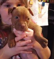 Jax Forrest, a male American Pit Bull Terrier for sale in Newfoundland, PA – Photo 6 of 8