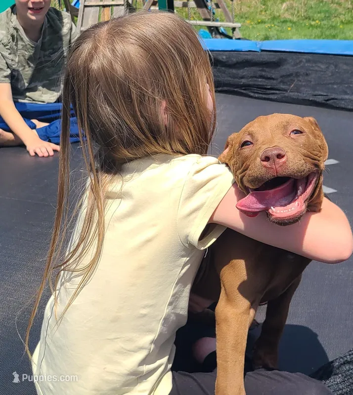 Emma Bruntil – American Bully puppy for sale in Newfoundland, PA