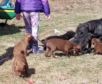 Emma Bruntil, a female American Pit Bull Terrier for sale in Newfoundland, PA – Photo 2 of 9
