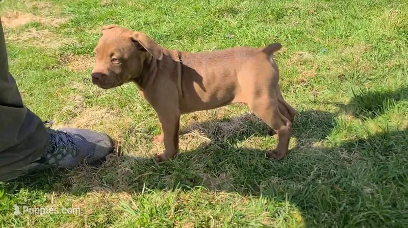 Emma Bruntil – American Bully puppy for sale in Newfoundland, PA