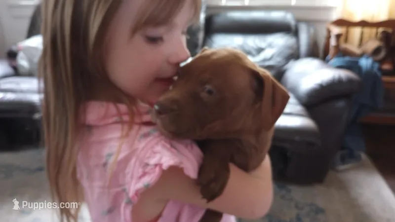 Emma Bruntil – American Bully puppy for sale in Newfoundland, PA