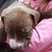 Bo Bassett, a male American Bully for sale in Newfoundland, PA – Photo 2 of 9