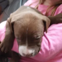 Bo Bassett, a male American Bully for sale in Newfoundland, PA – Photo 1 of 9