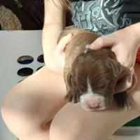 Bo Bassett, a male American Bully for sale in Newfoundland, PA – Photo 5 of 9