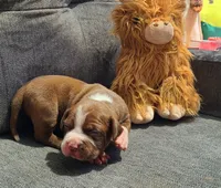 Edward, a male American Bully for sale in Newfoundland, PA – 4 of 10