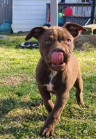 Ariel Manning, a female American Bully for sale in Newfoundland, PA – 6 of 8