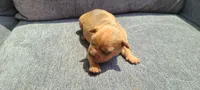 Jacob, a male American Bully for sale in Newfoundland, PA – 5 of 9