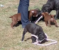 Helen Maroulis, a female American Pit Bull Terrier for sale in Newfoundland, PA – Photo 2 of 9