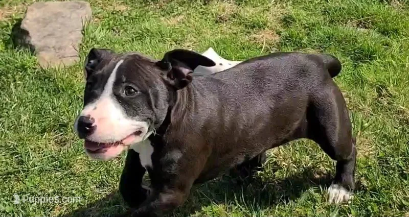 Helen Maroulis – American Bully puppy for sale in Newfoundland, PA