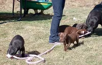 Helen Maroulis, a female American Pit Bull Terrier for sale in Newfoundland, PA – Photo 3 of 9