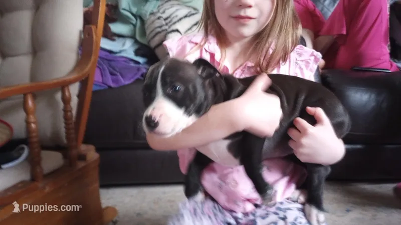 Helen Maroulis – American Pit Bull Terrier puppy for sale in Newfoundland, PA