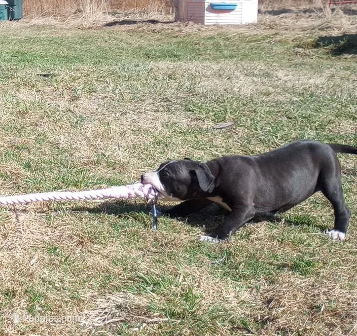 Helen Maroulis – American Pit Bull Terrier puppy for sale in Newfoundland, PA