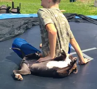 Jaclyn Bouzakis, a female American Bully for sale in Newfoundland, PA – 7 of 10