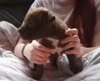 Ariel Manning, a female American Pit Bull Terrier for sale in Newfoundland, PA – Photo 4 of 8