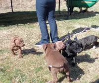 Ariel Manning, a female American Pit Bull Terrier for sale in Newfoundland, PA – Photo 2 of 8