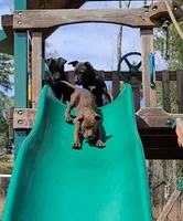 Ariel Manning, a female American Bully for sale in Newfoundland, PA – Photo 5 of 10