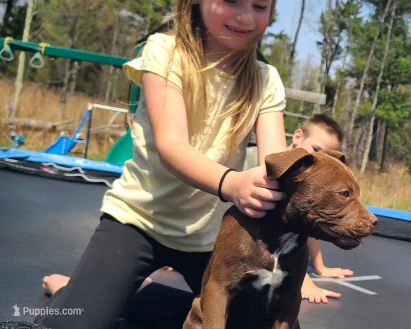 Ariel Manning – American Bully puppy for sale in Newfoundland, PA