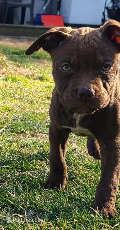 Ariel Manning – American Bully puppy for sale in Newfoundland, PA