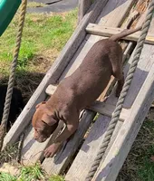 Ariel Manning, a female American Bully for sale in Newfoundland, PA – Photo 6 of 10