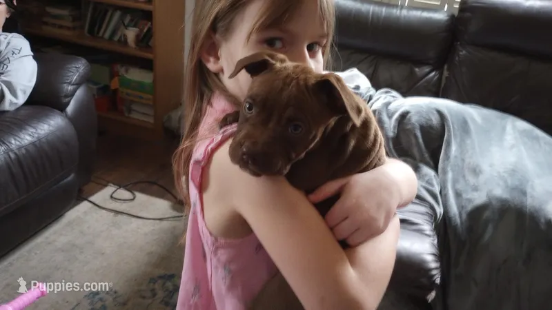 Ariel Manning – American Bully puppy for sale in Newfoundland, PA