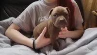 Ariel Manning, a female American Pit Bull Terrier for sale in Newfoundland, PA – Photo 1 of 8