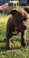 Ariel Manning, a female American Bully for sale in Newfoundland, PA – Photo 4 of 10