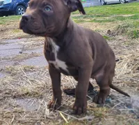 Ariel Manning, a female American Bully for sale in Newfoundland, PA – Photo 3 of 10