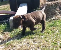 Ariel Manning, a female American Pit Bull Terrier for sale in Newfoundland, PA – Photo 3 of 8