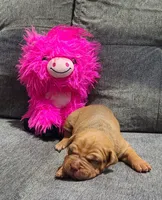 Bella, a female American Bully for sale in Newfoundland, PA – 3 of 9