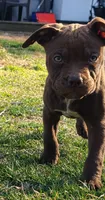 Ariel Manning, a female American Bully for sale in Newfoundland, PA – 4 of 8