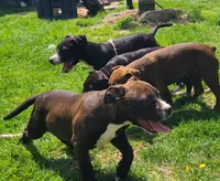 Jaclyn Bouzakis, a female American Bully for sale in Newfoundland, PA – 5 of 10