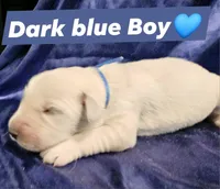 Blue Boy 💙, a male Golden Retriever and English Cream Golden Retriever for sale in Laredo, TX – 2 of 2