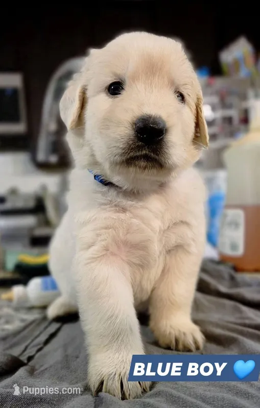 Blue Boy 💙 – Golden Retriever, English Cream Golden Retriever puppy for sale in Laredo, TX