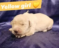 Yellow Girl 💛, a female Golden Retriever and English Cream Golden Retriever for sale in Laredo, TX – 2 of 2