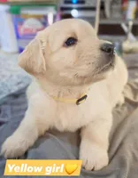 Yellow Girl 💛, a female Golden Retriever and English Cream Golden Retriever for sale in Laredo, TX – 1 of 2