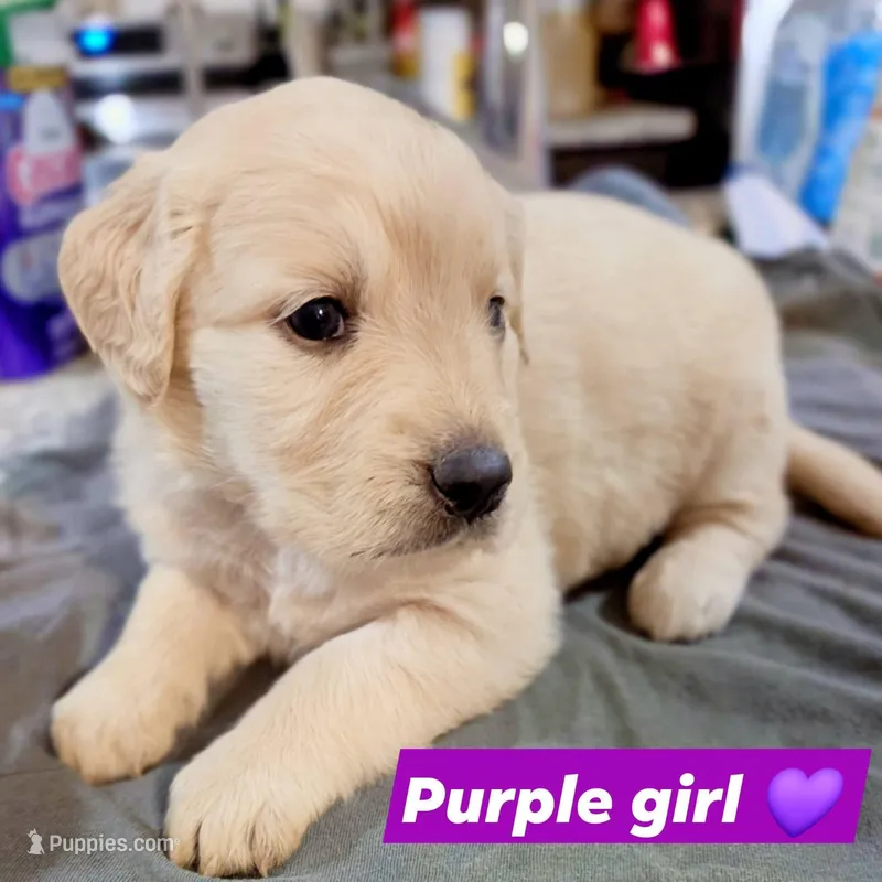 Purple girl 💜 – Golden Retriever, English Cream Golden Retriever puppy for sale in Laredo, TX