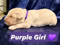 Purple girl 💜, a female Golden Retriever and English Cream Golden Retriever for sale in Laredo, TX – 2 of 2