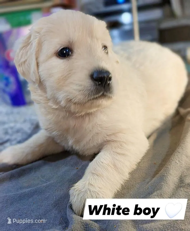 White Boy 🤍 – Golden Retriever, English Cream Golden Retriever puppy for sale in Laredo, TX