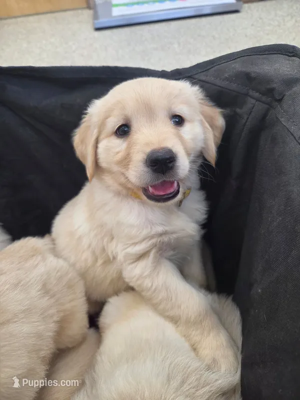 Yellow Girl 💛 – Golden Retriever, English Cream Golden Retriever puppy for sale in Laredo, TX