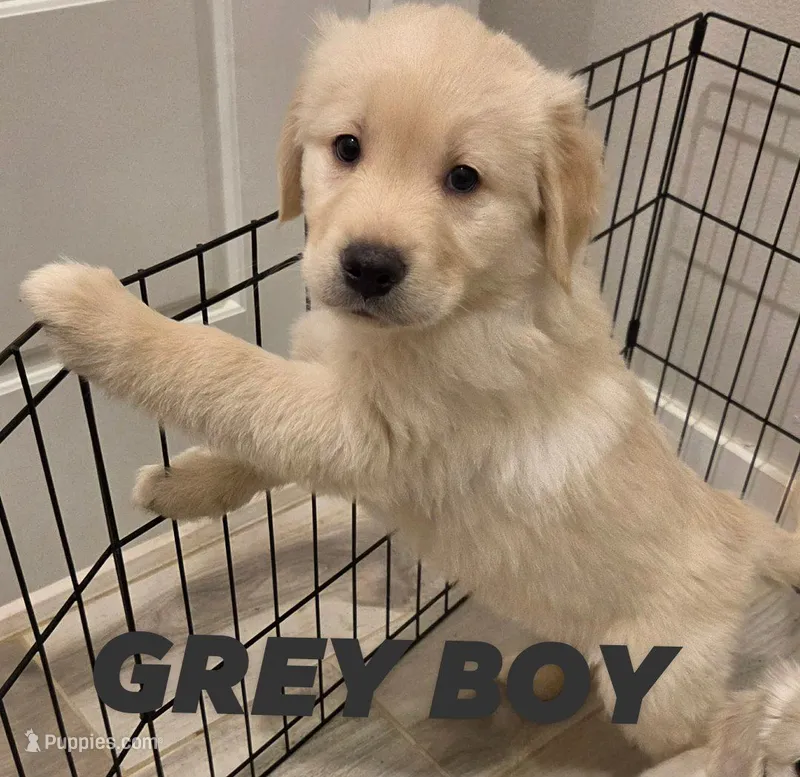 Grey Boy 🩶 – Golden Retriever, English Cream Golden Retriever puppy for sale in Laredo, TX