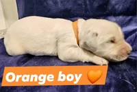 Orange boy 🧡, a male Golden Retriever and English Cream Golden Retriever for sale in Laredo, TX – 2 of 2