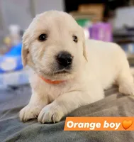 Orange boy 🧡, a male Golden Retriever and English Cream Golden Retriever for sale in Laredo, TX – 1 of 2