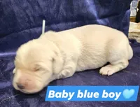 Grey Boy 🩶, a male Golden Retriever and English Cream Golden Retriever for sale in Laredo, TX – 2 of 2